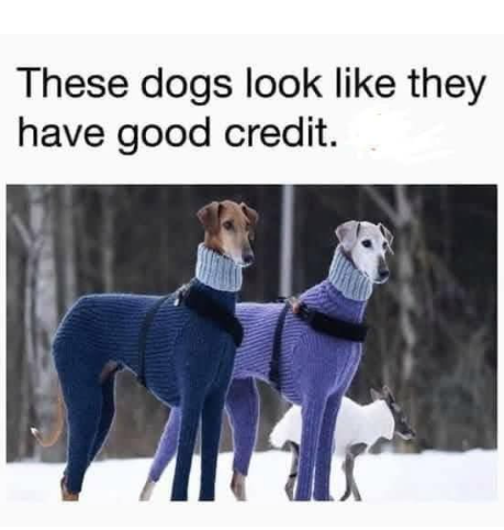 DOGS