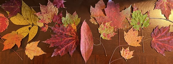 IMG_8468 (1)-1